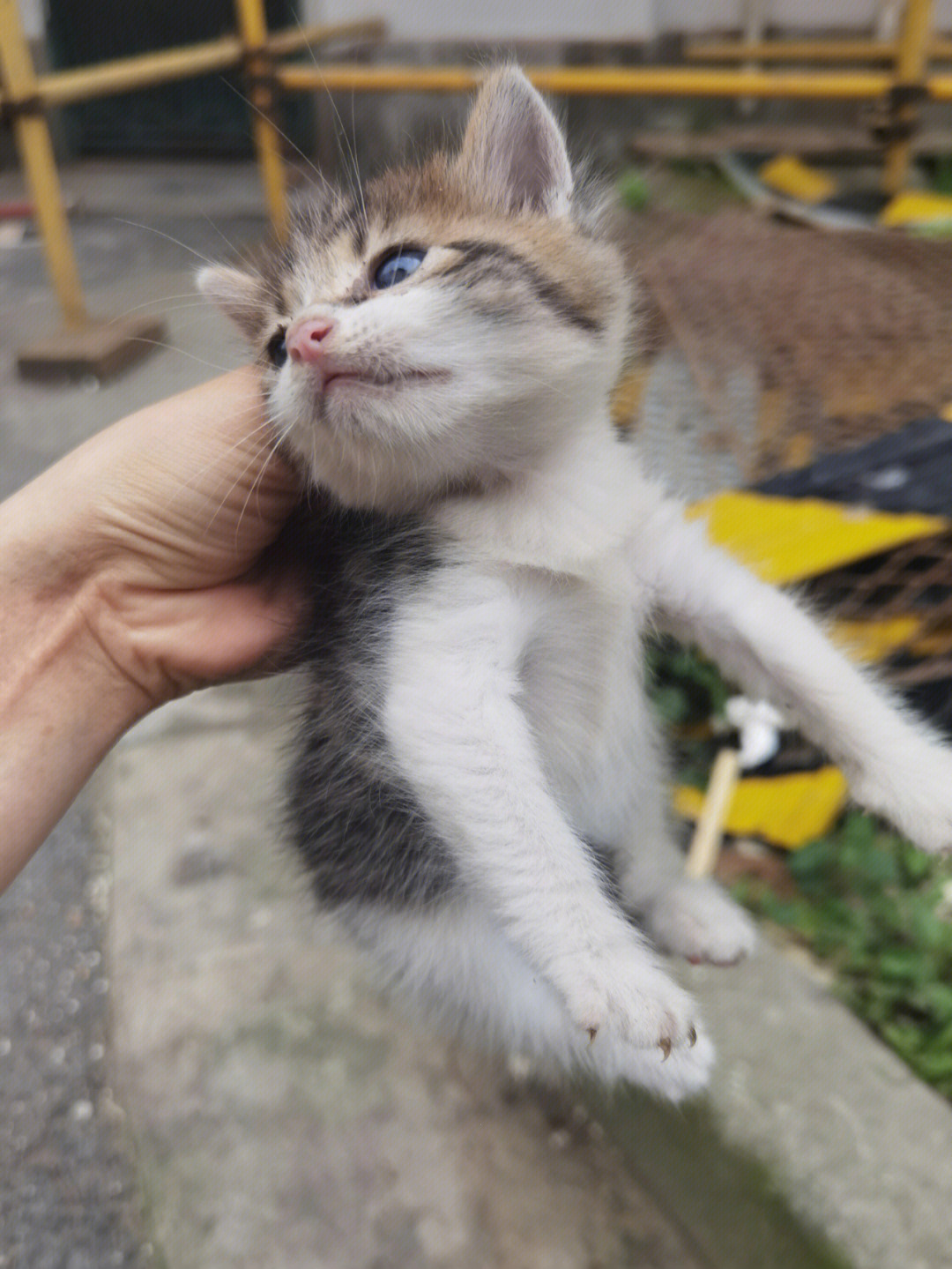 暴打流浪小奶猫惨状图片