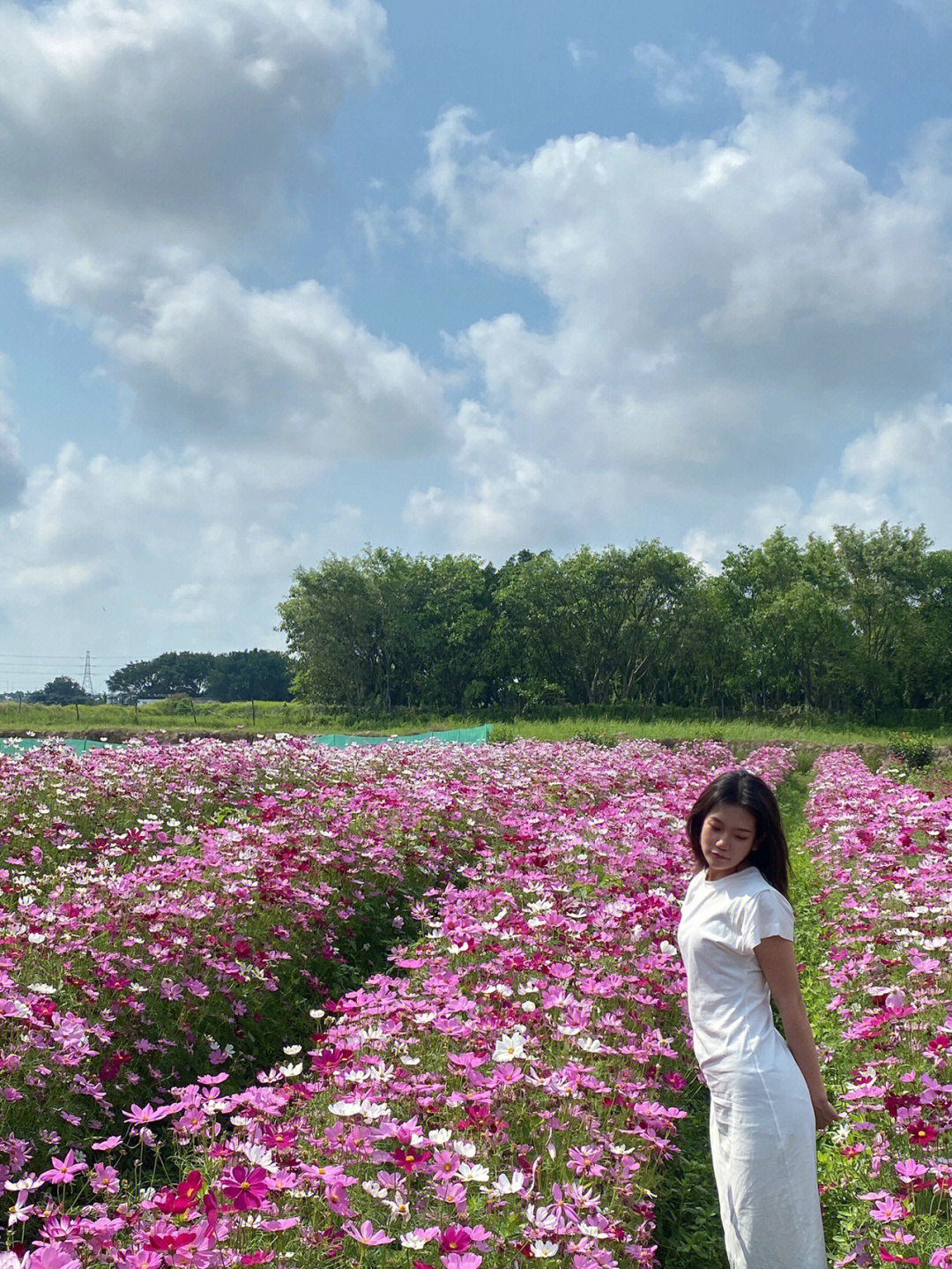 花海拍照烂漫至死不渝