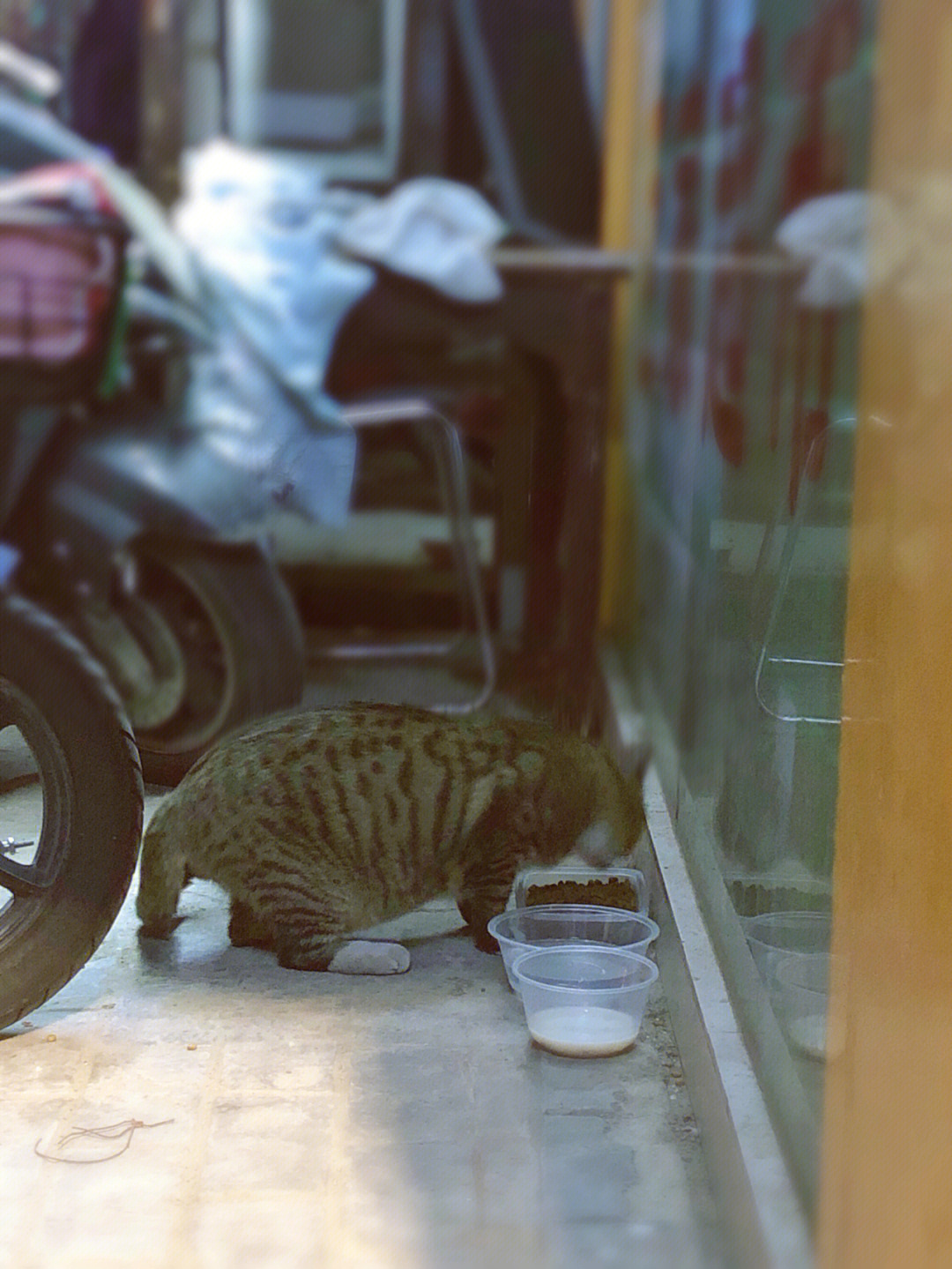 倒垃圾的时候看见流浪猫在翻垃圾桶,00心里一酸