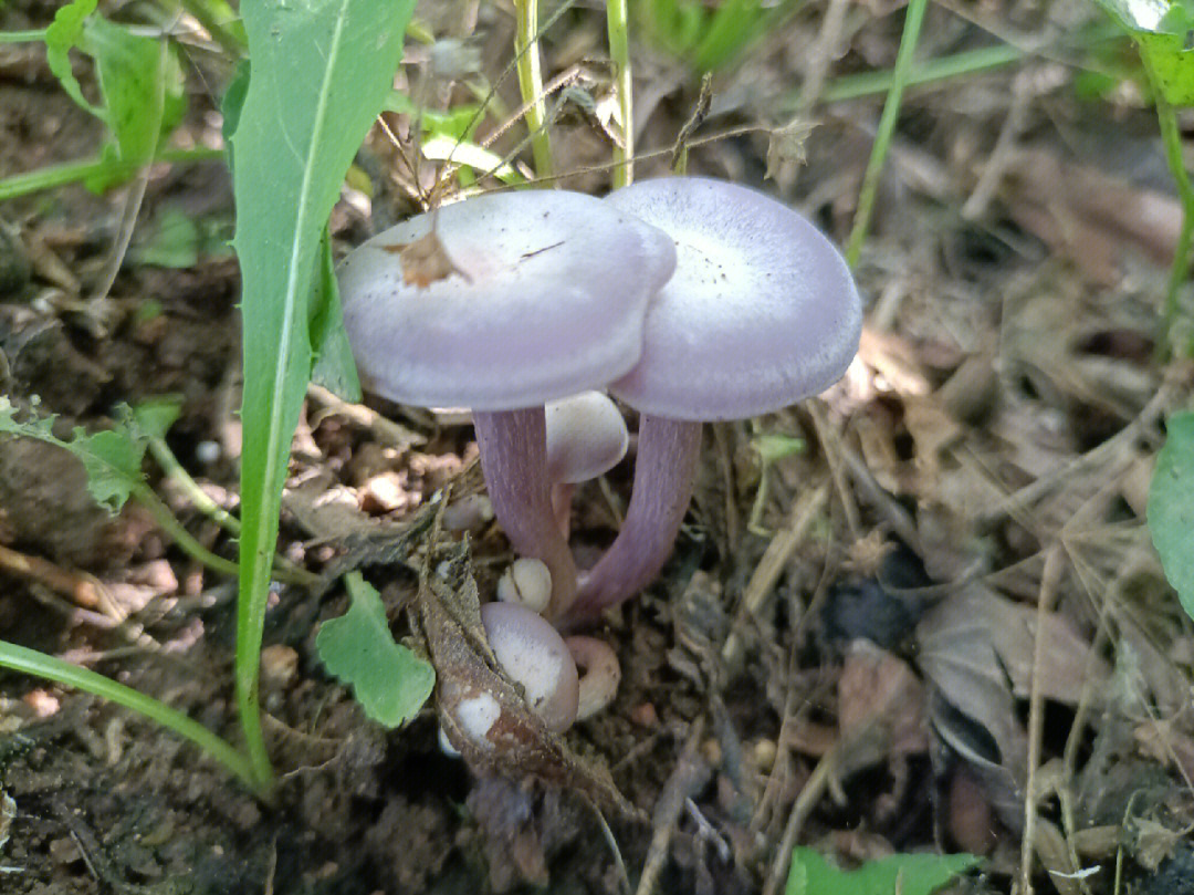 紫色的是花脸香蘑吗树根上是啥