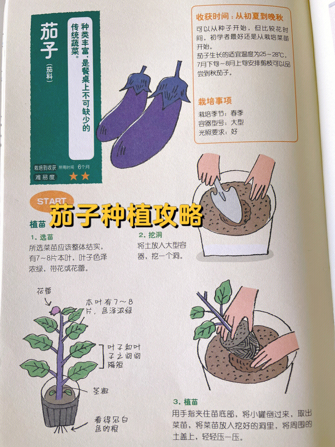 阳台种菜茄子种植攻略