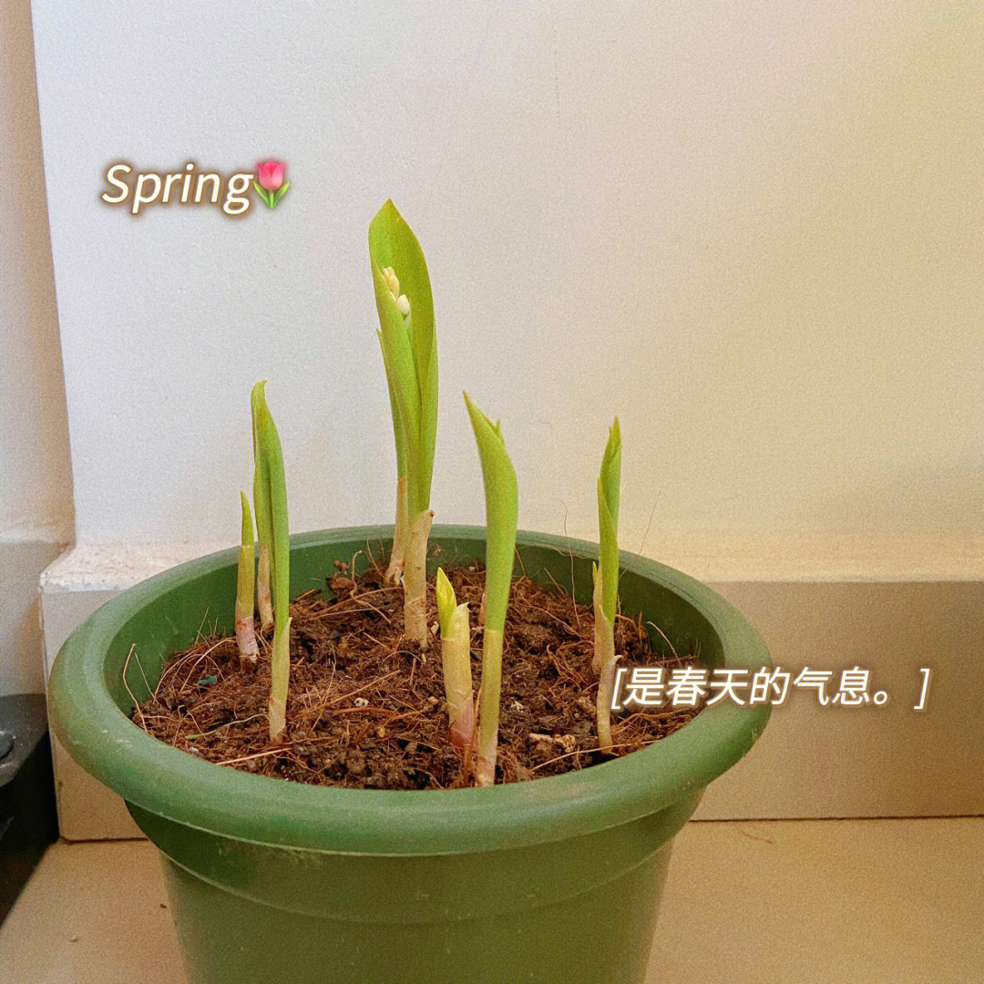 铃兰花自发芽以后就长得很快,特别是前些天最高温30°c的时候,不过