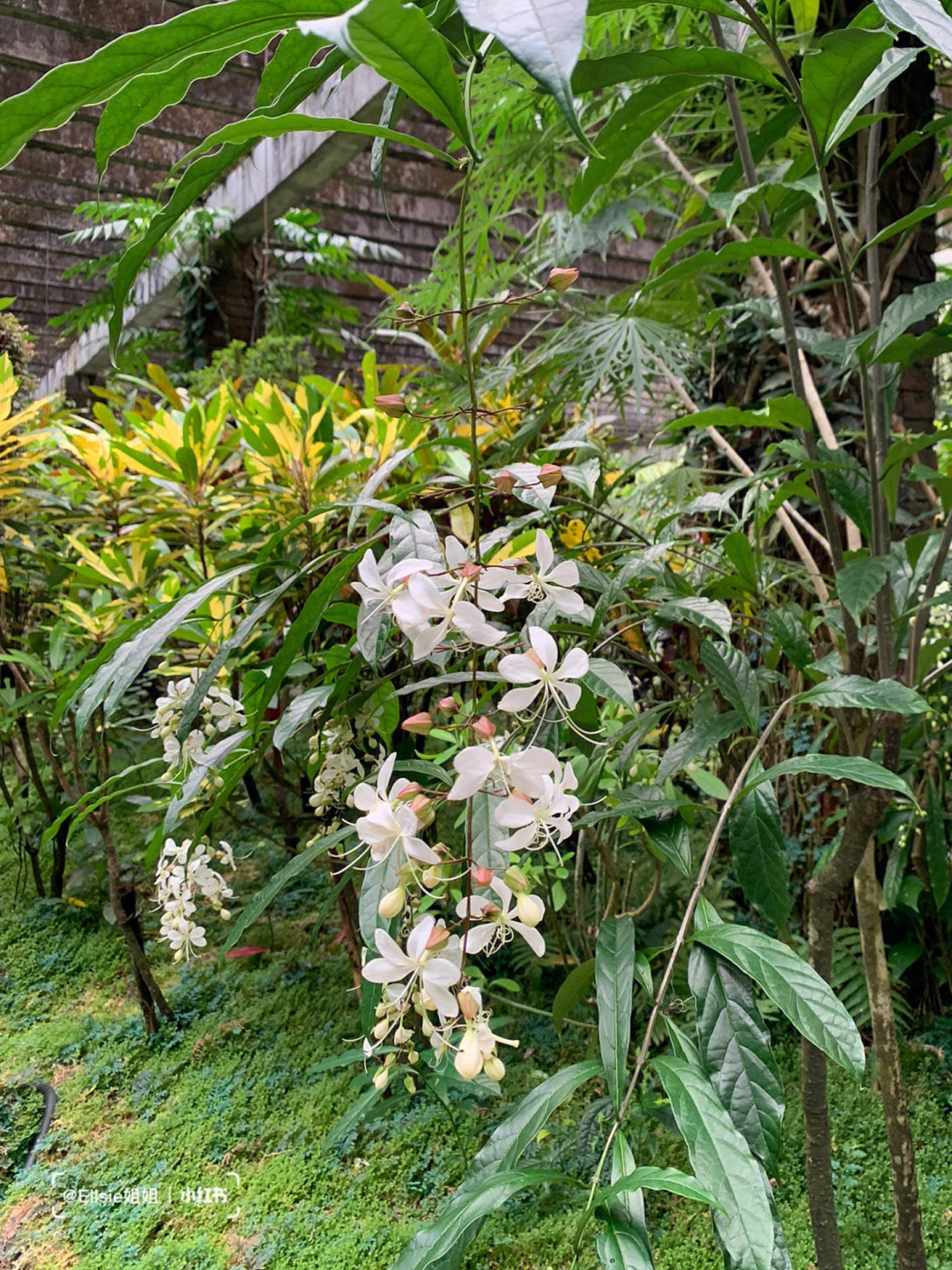 垂丝茉莉树