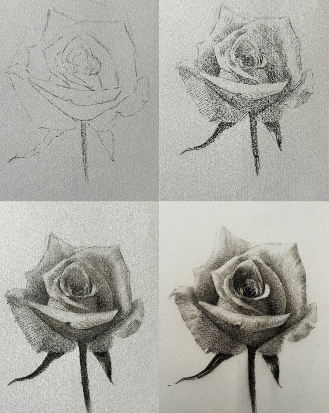 超详细素描玫瑰花卉步骤图