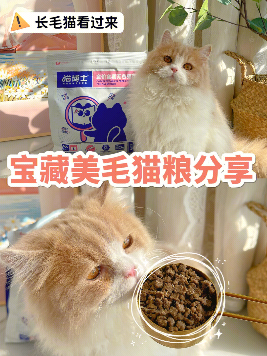 博士猫根癌灵图片