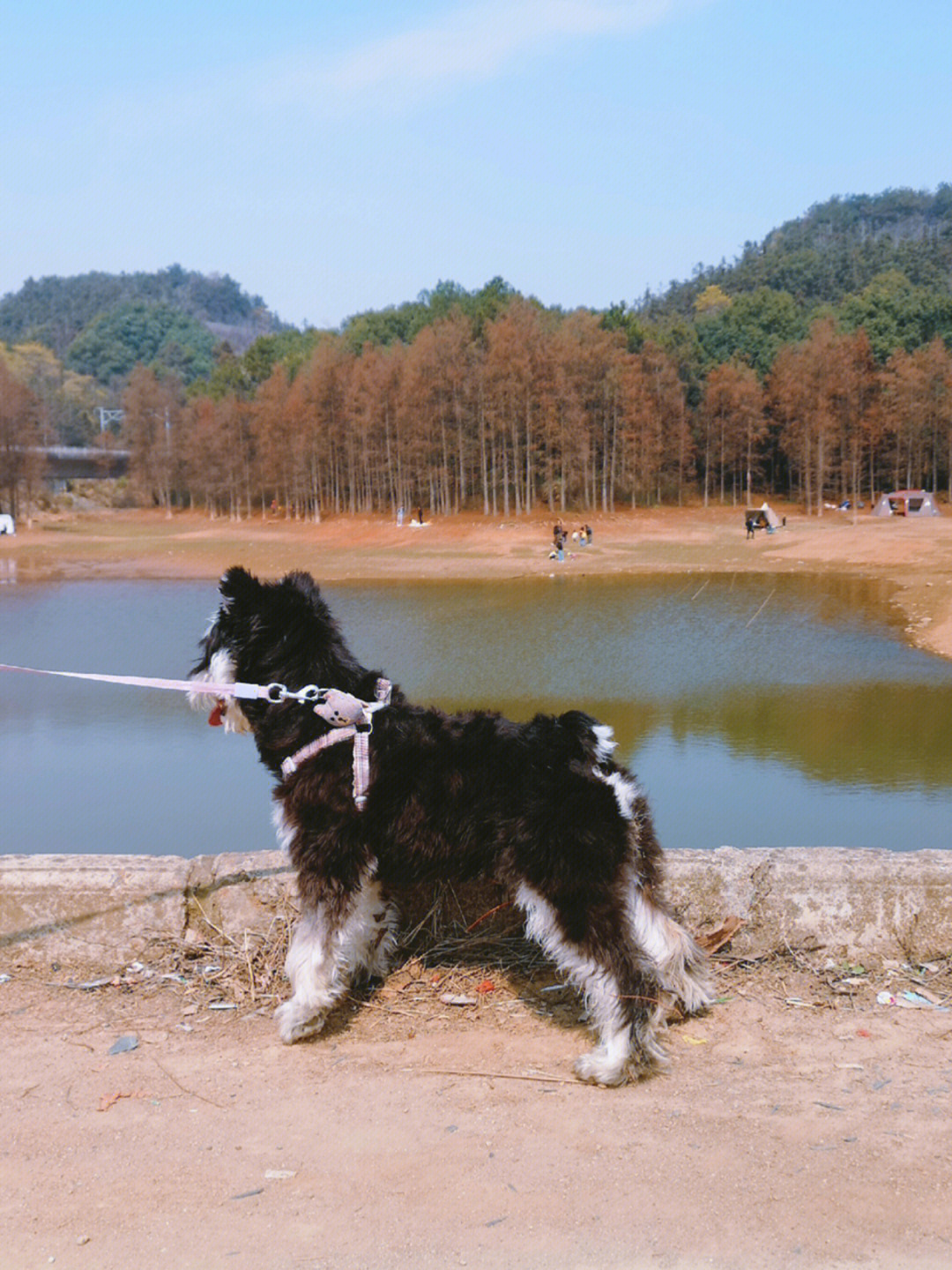 武汉遛狗圣地图片