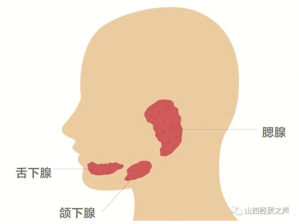 颌下腺导管开口位置图图片