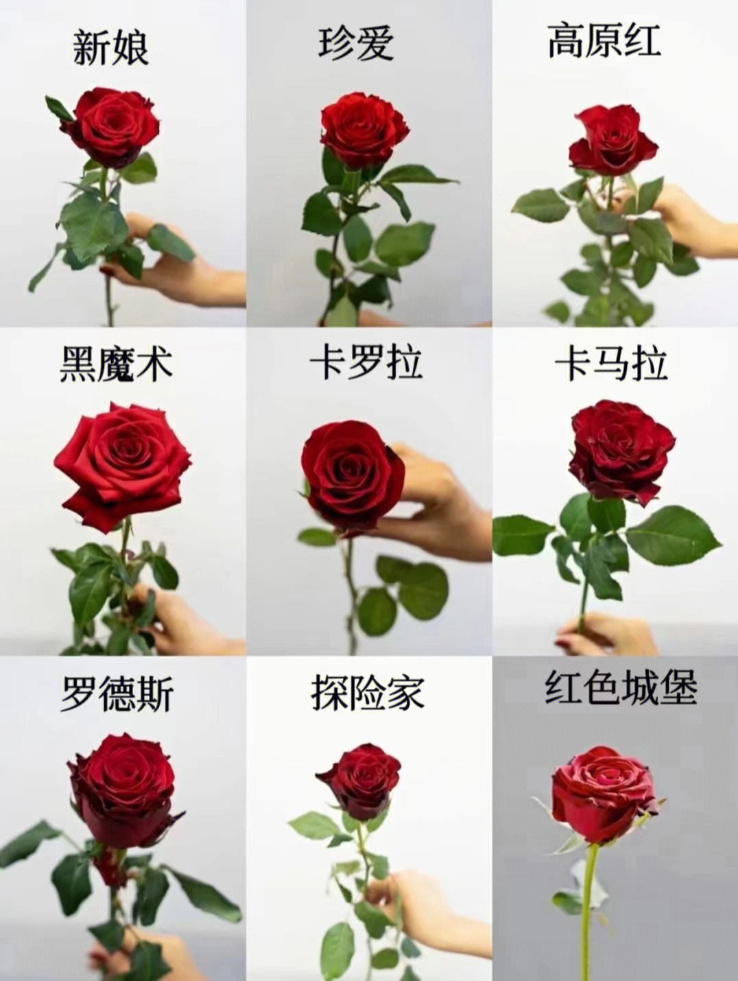 玫瑰的种类 品种图片