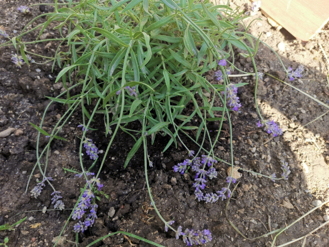 薰衣草种植方法及养护图片