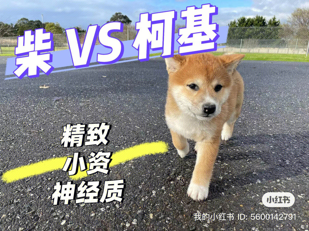 柴犬vs柯基