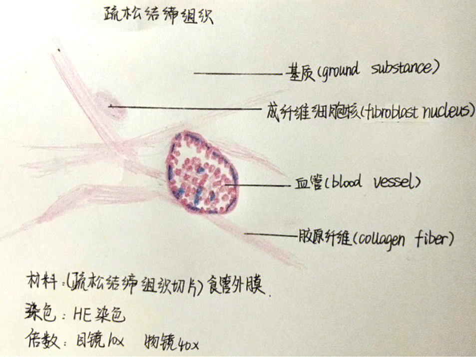 脂肪结缔组织手绘图图片