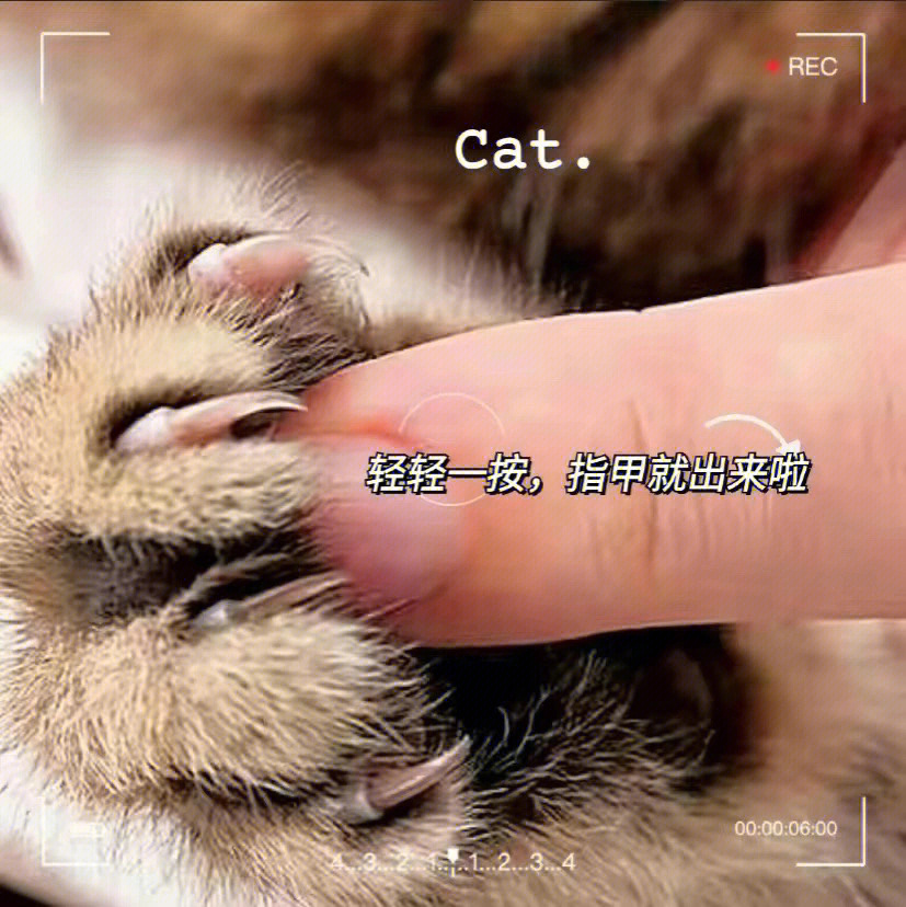 给猫咪剪指甲正确方法图片