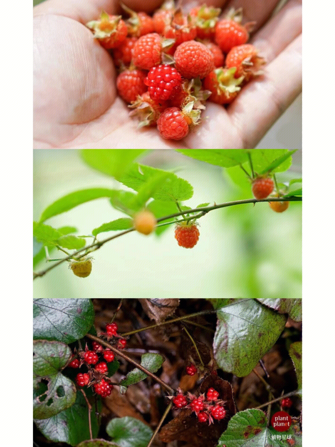 你那边秋冬山里也有树莓或覆盆子那样的果吗