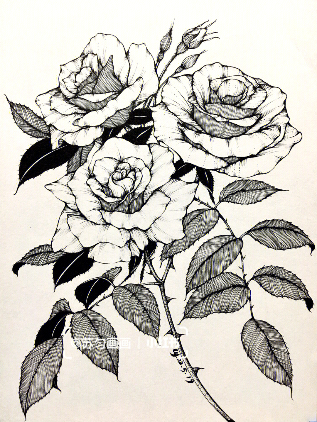 新手黑白画玫瑰图片