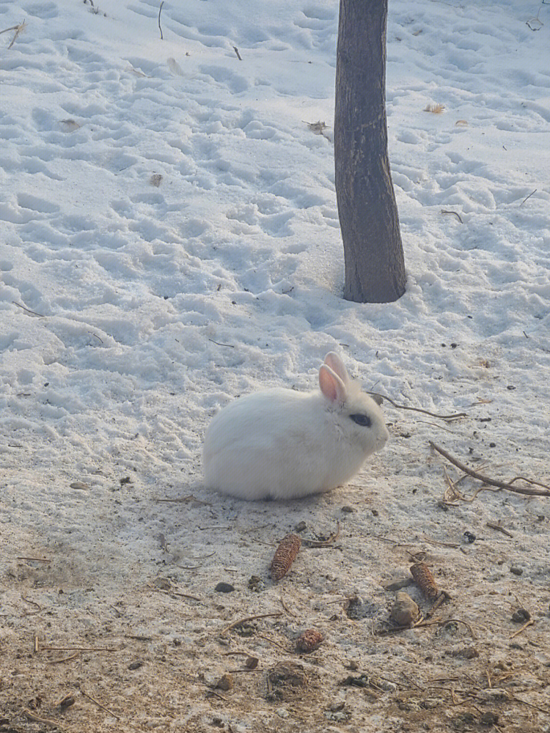 这雪兔子开美颜了