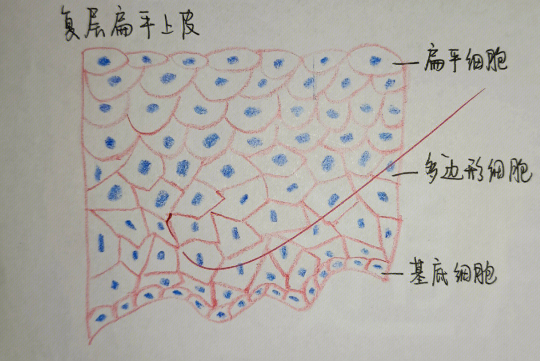 组胚手绘图红蓝铅笔