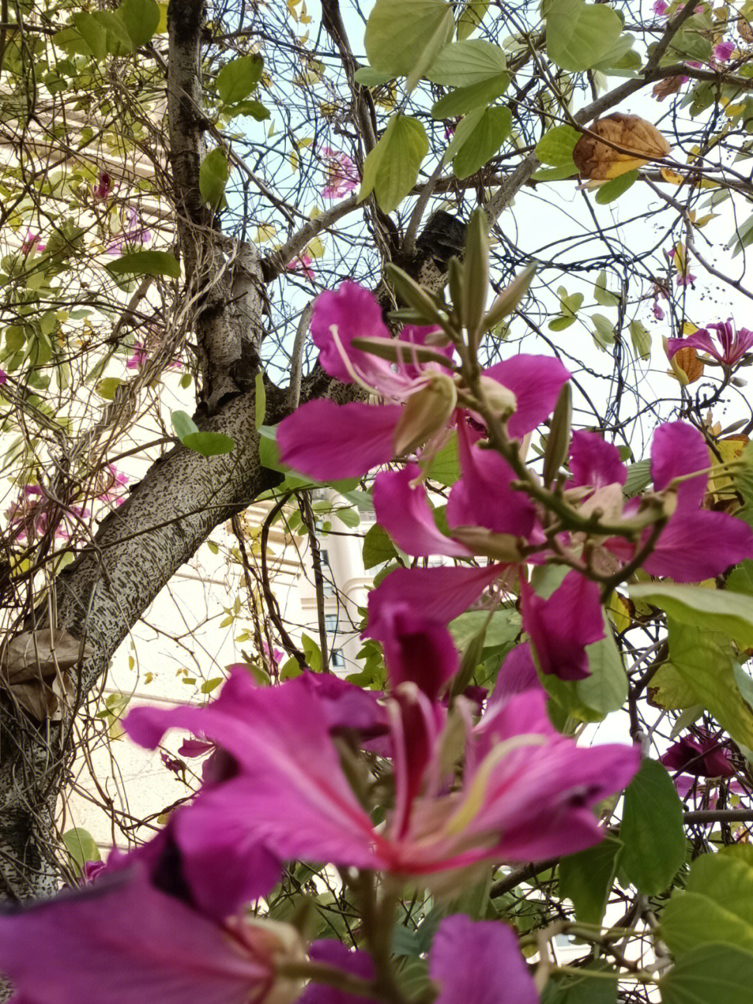 洋紫荆花蕊图片