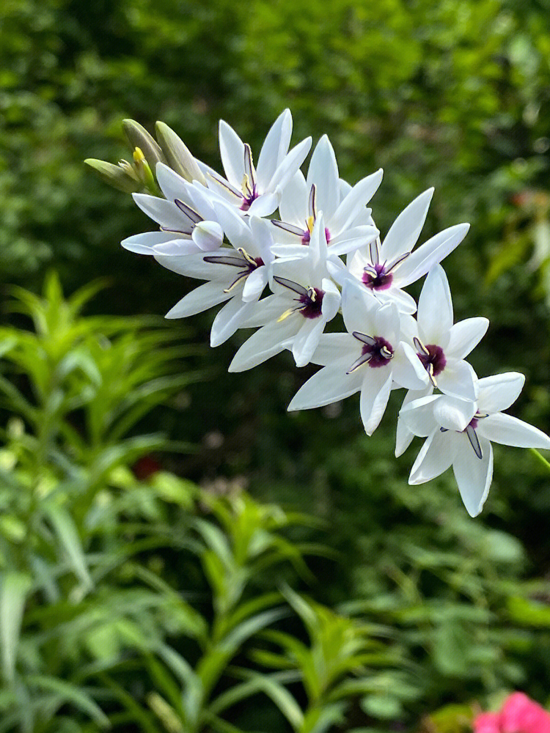 绿松石鸢尾不开花图片