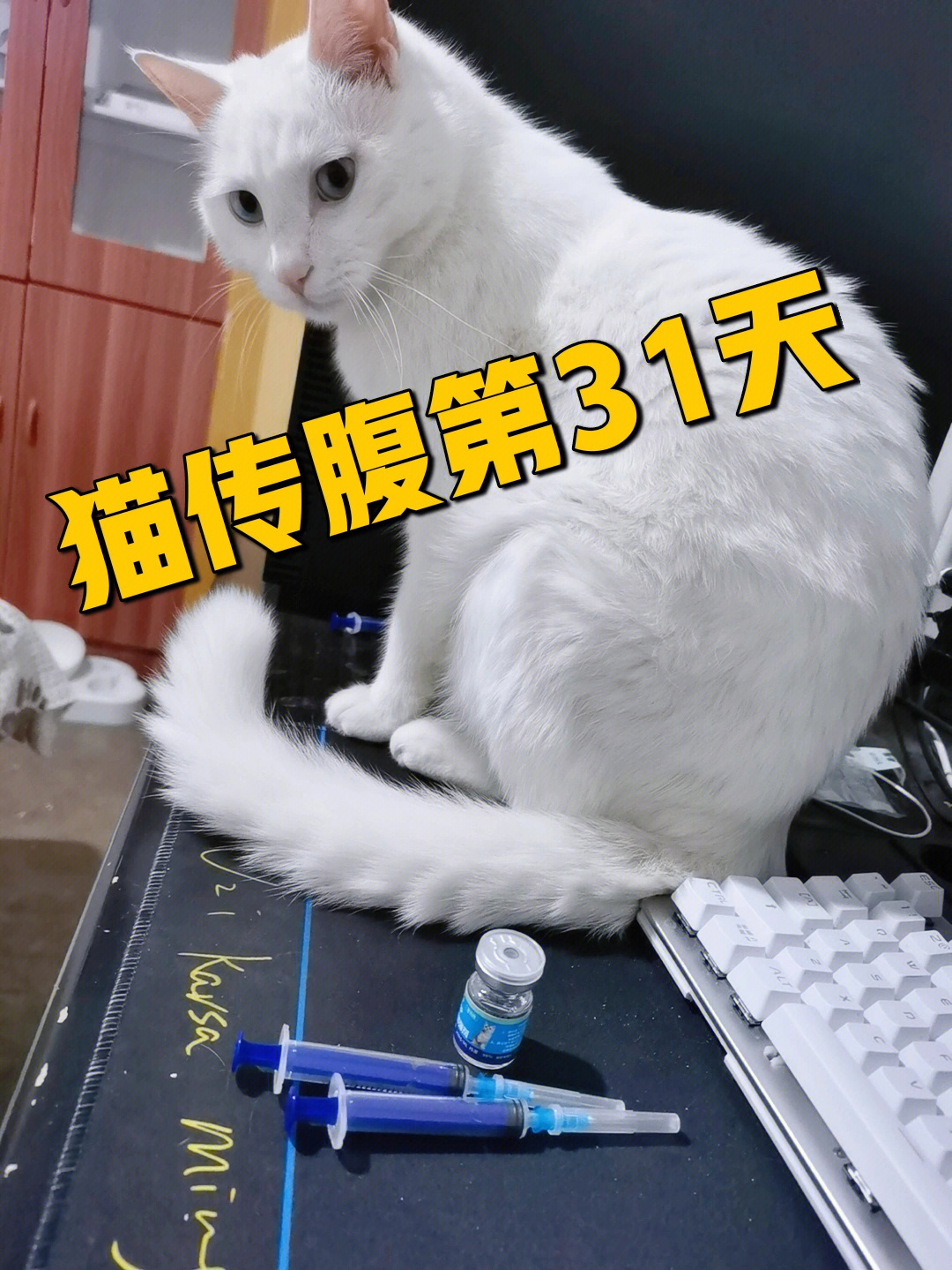 441猫传腹图片