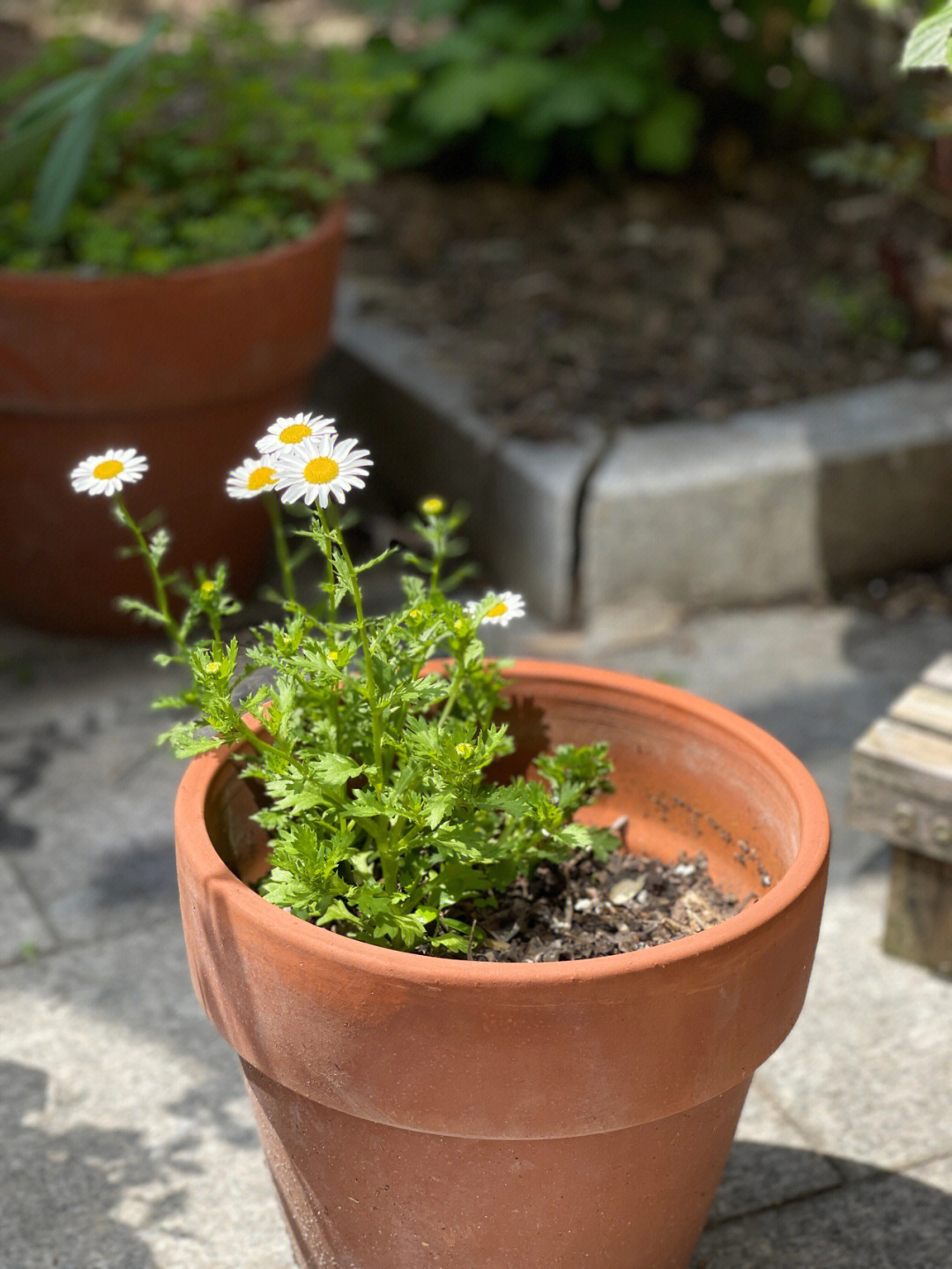 小雏菊