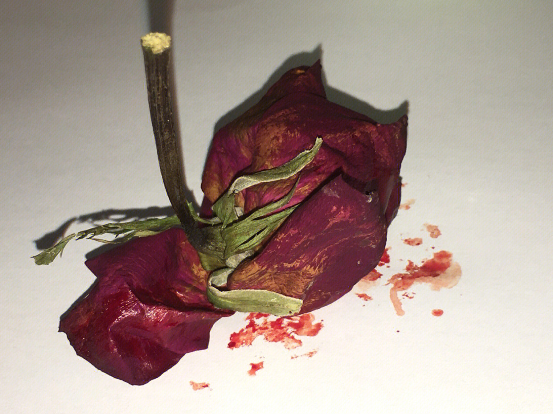 未标注重瓣红玫瑰案例图片
