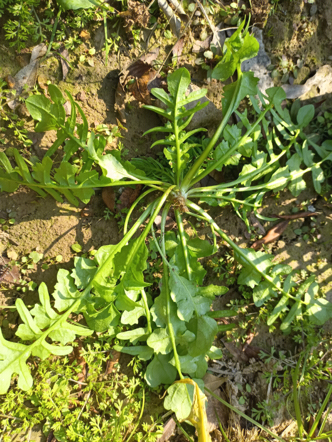 野生荠菜图片大全山上图片