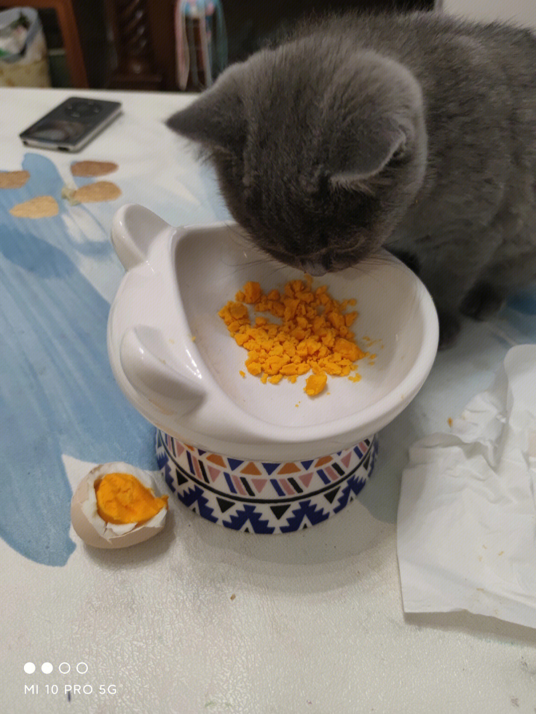 小猫咪第一次吃蛋黄