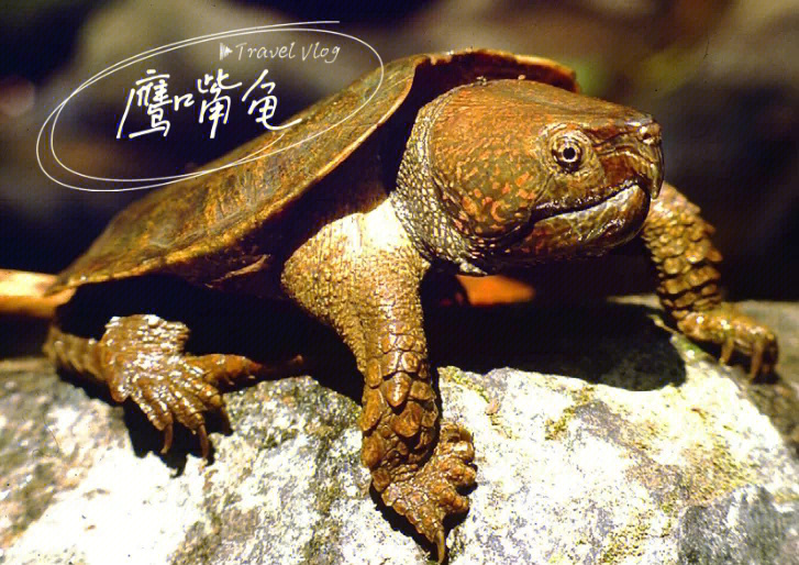 鹰嘴龟寿命图片