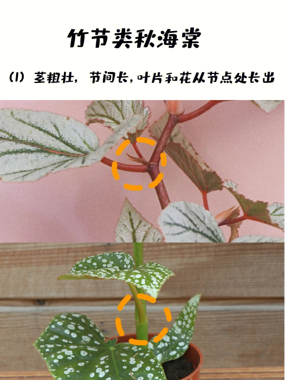 海棠花的根茎叶描写图片