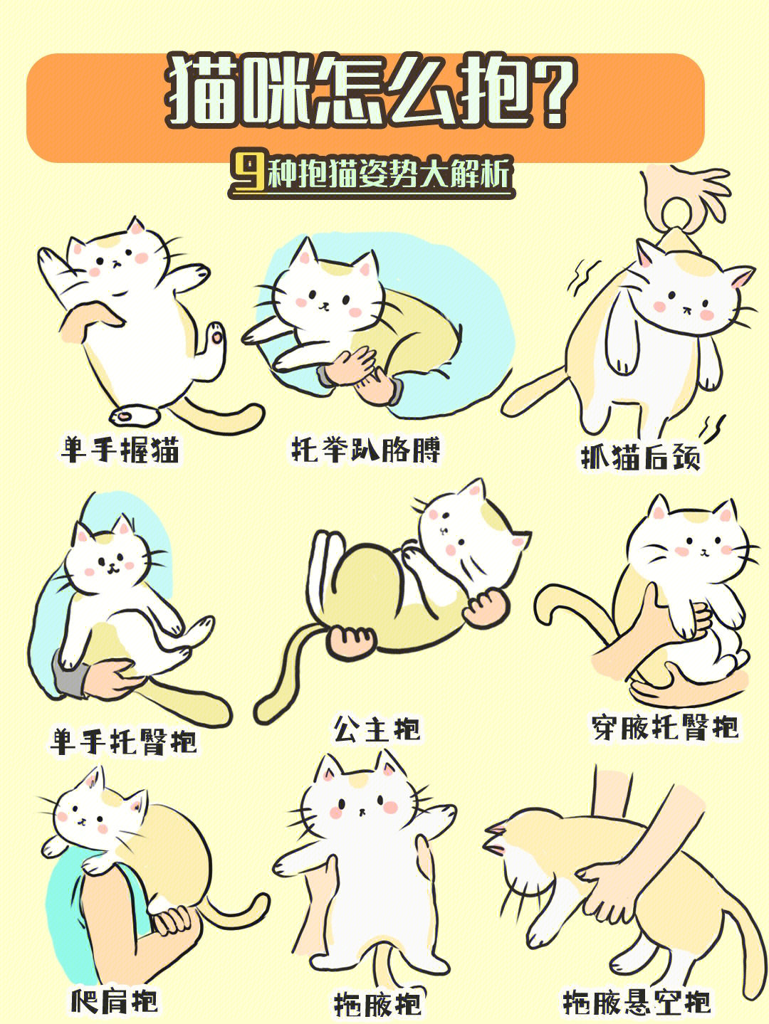 养猫丨猫咪怎么抱掌握正确抱猫姿势