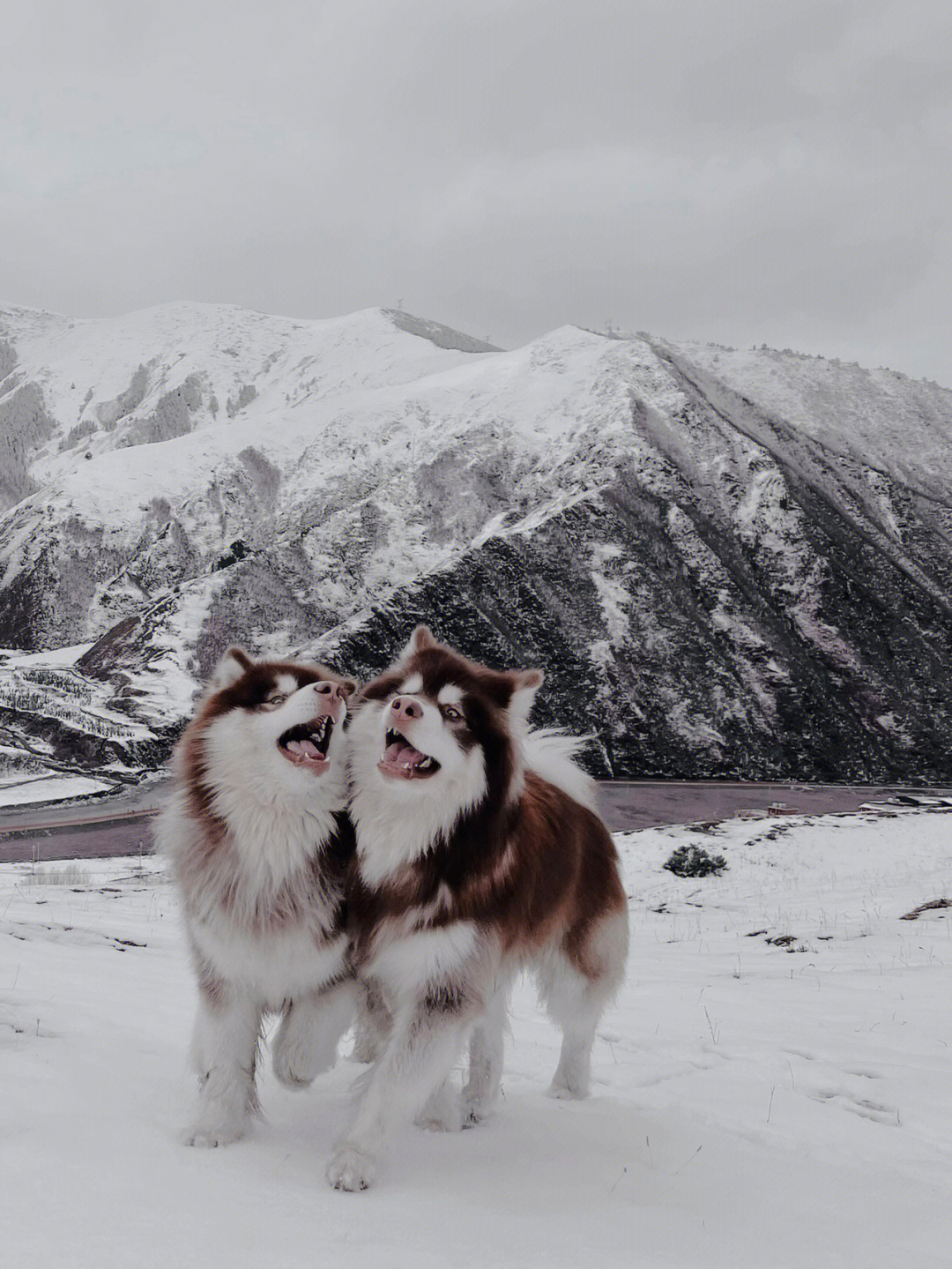 小狗玩雪的场景描写图片