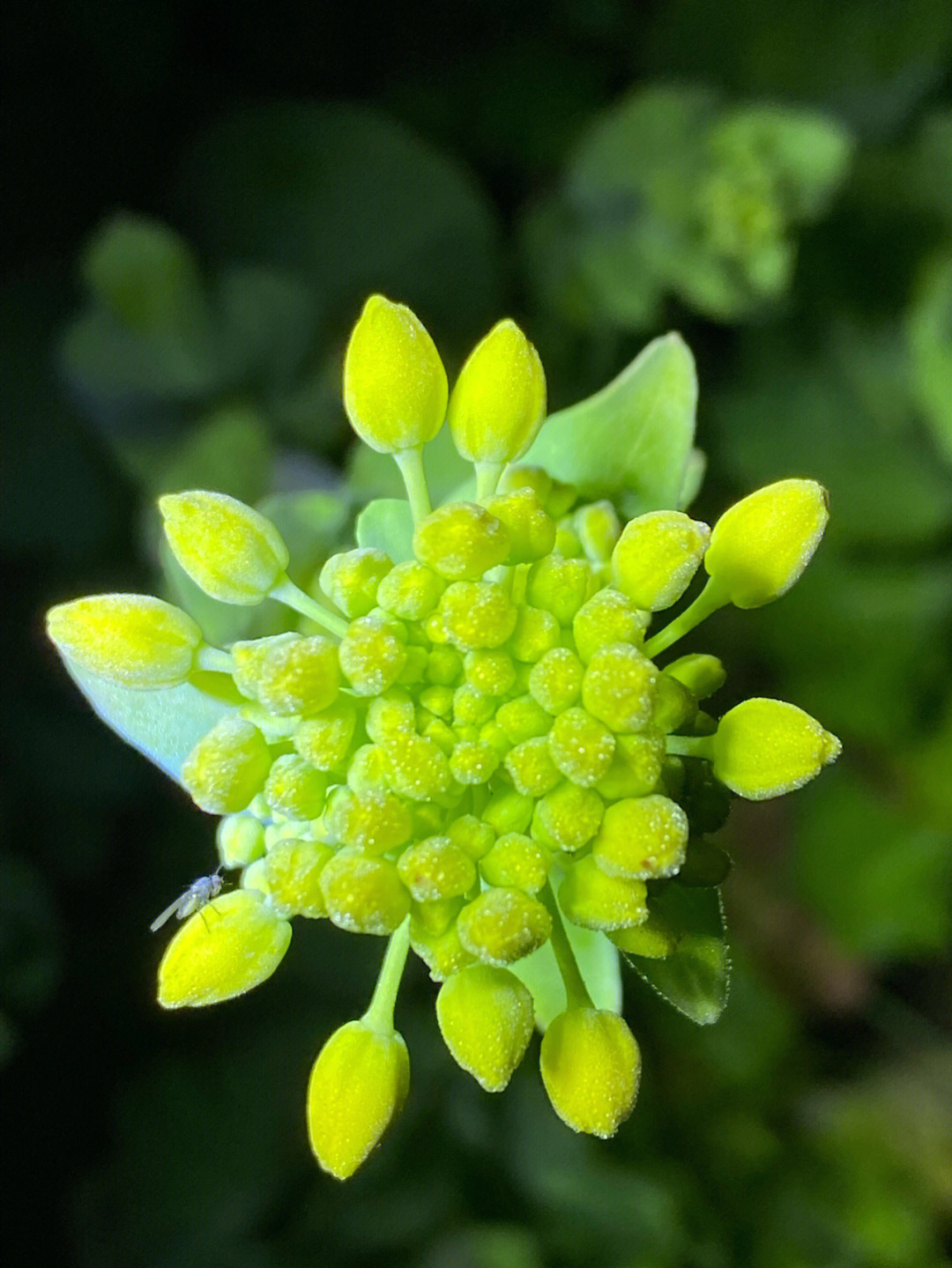 青花菜开花图片图片