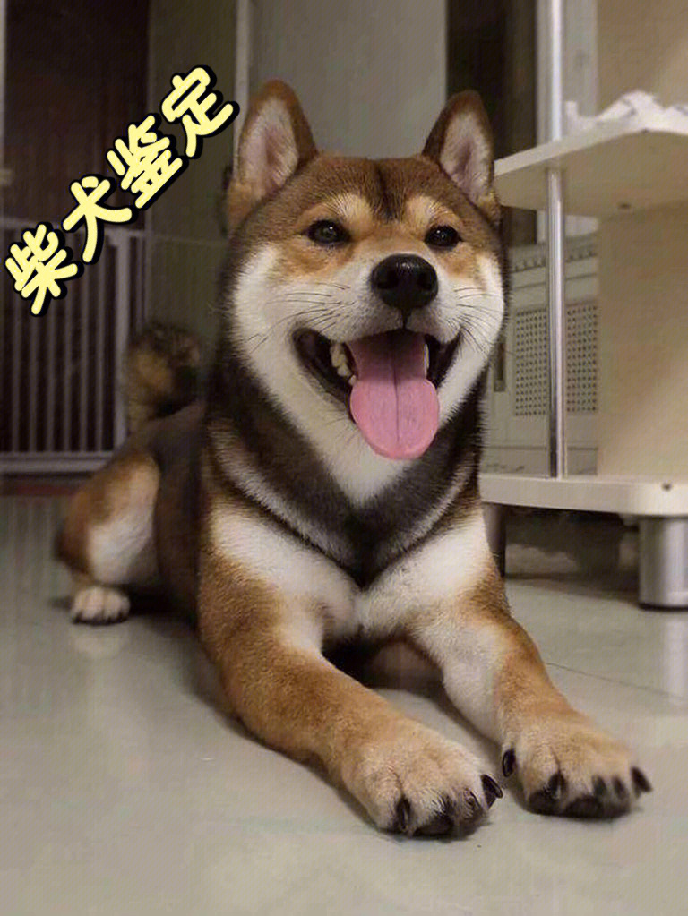 我只想要快乐柴犬图片