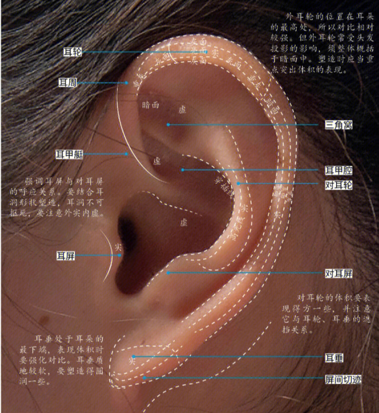 耳朵讲解①先以直线确定耳朵整体轮廓,注意耳朵斜度