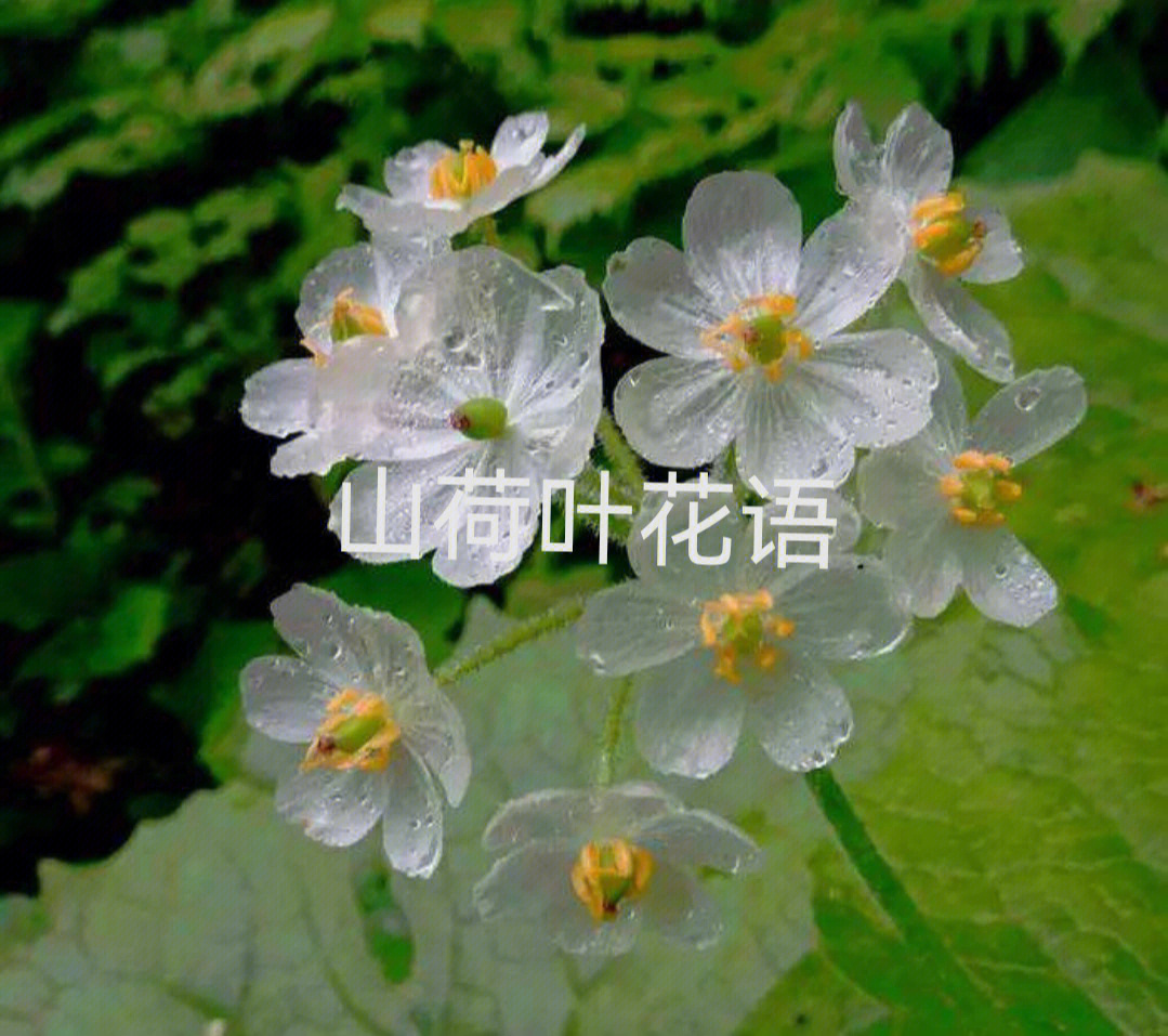 山荷叶花的花语图片