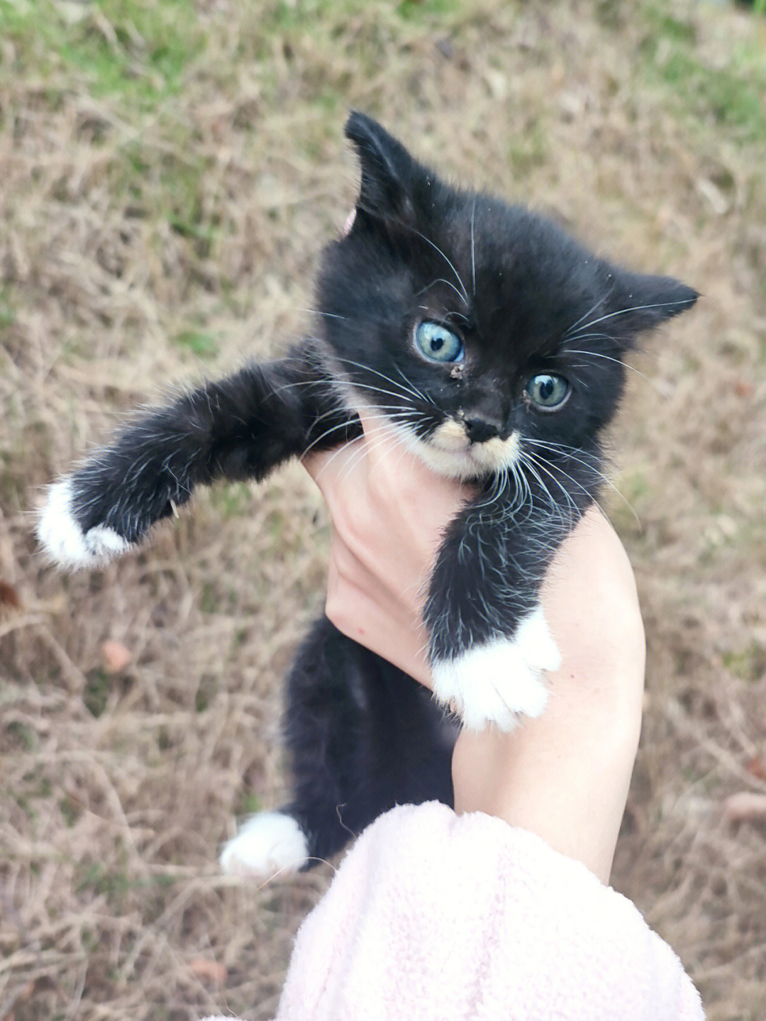 乌云踏雪白手套小奶猫图片