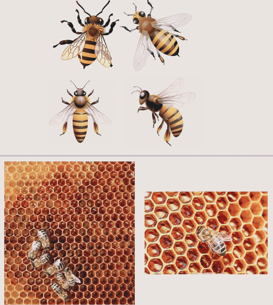 蜜蜂的外形特点图片