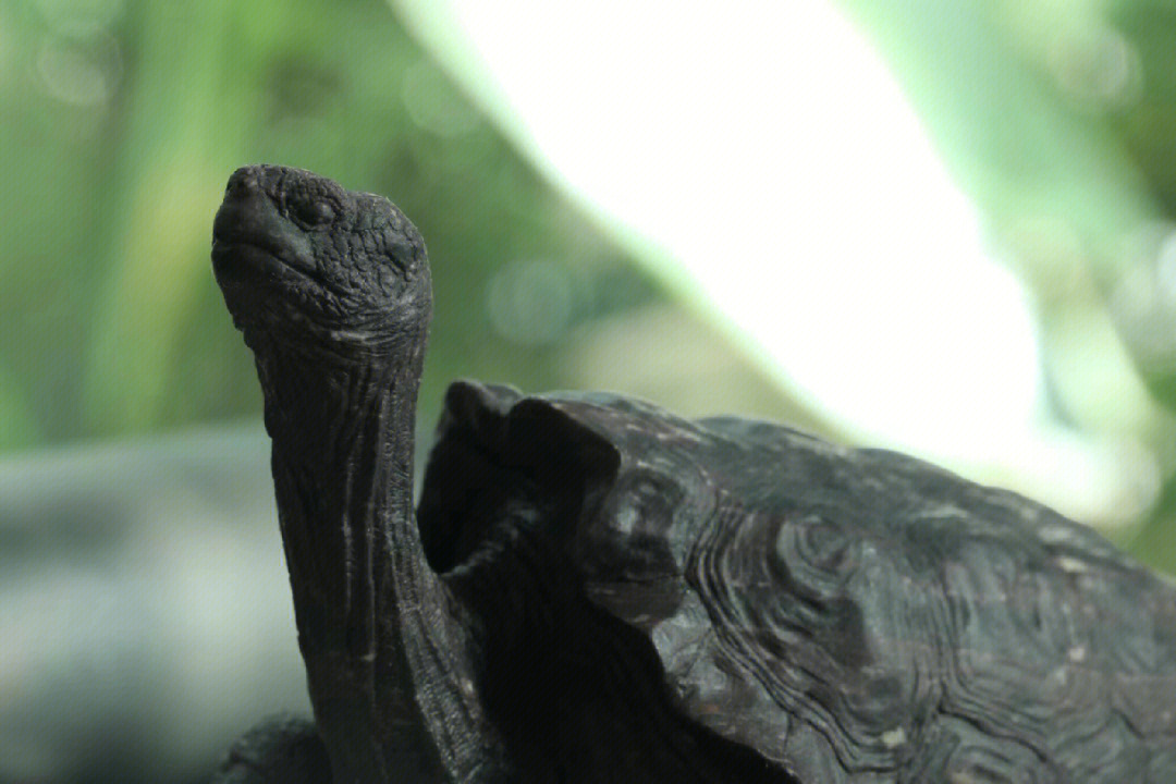 加拉帕戈斯象龟幼龟图片