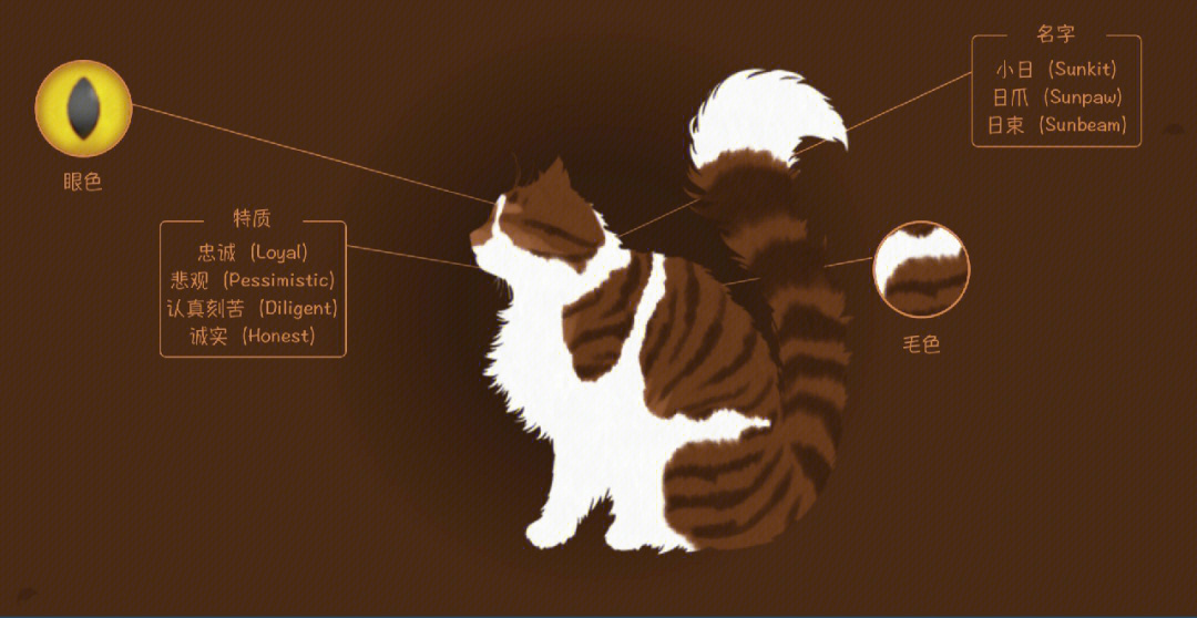 猫武士白尾图片