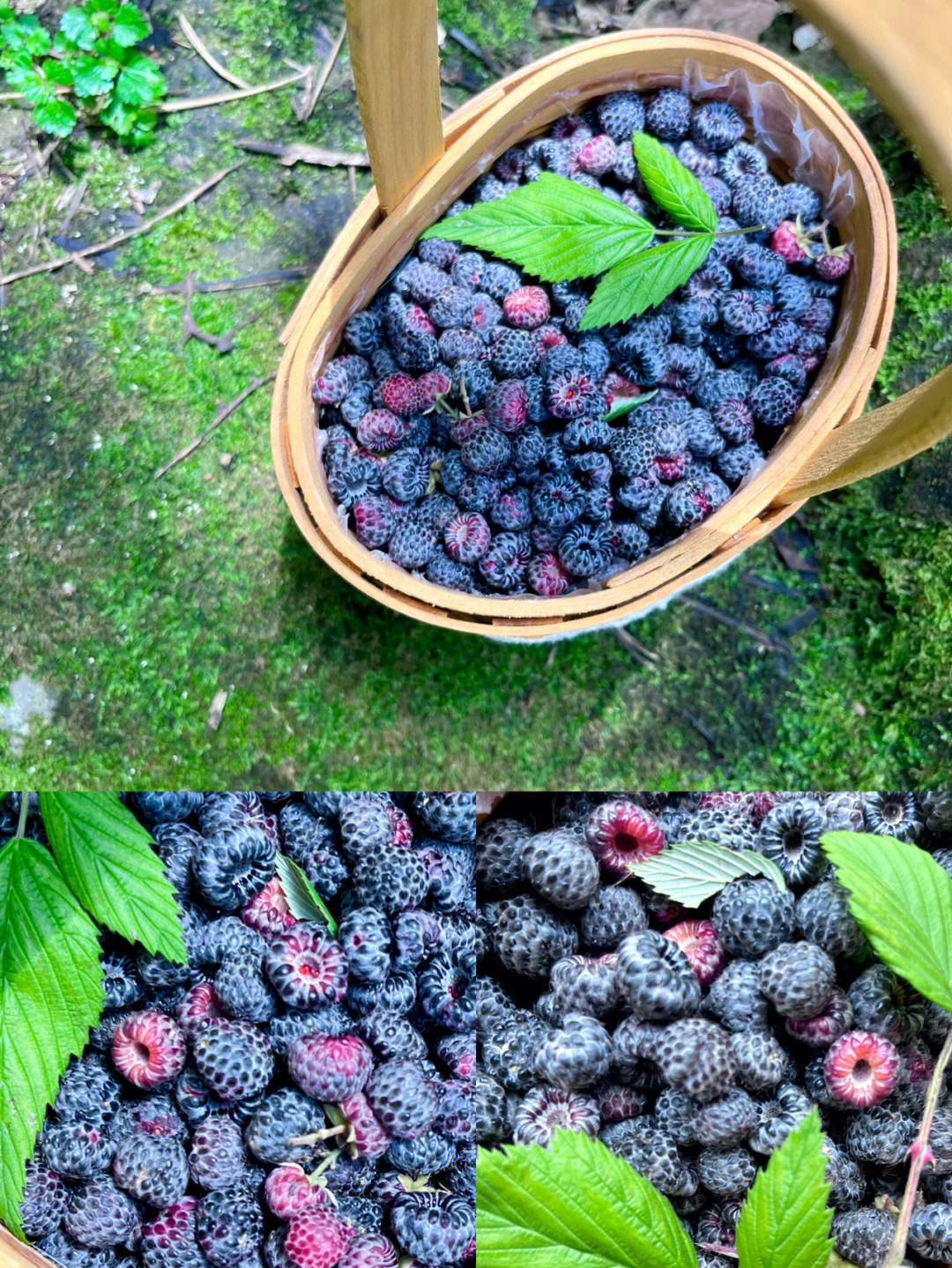 山莓与刺莓图片