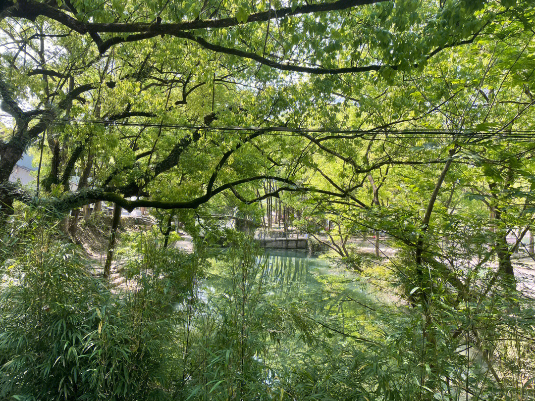 永泰香樟花园图片