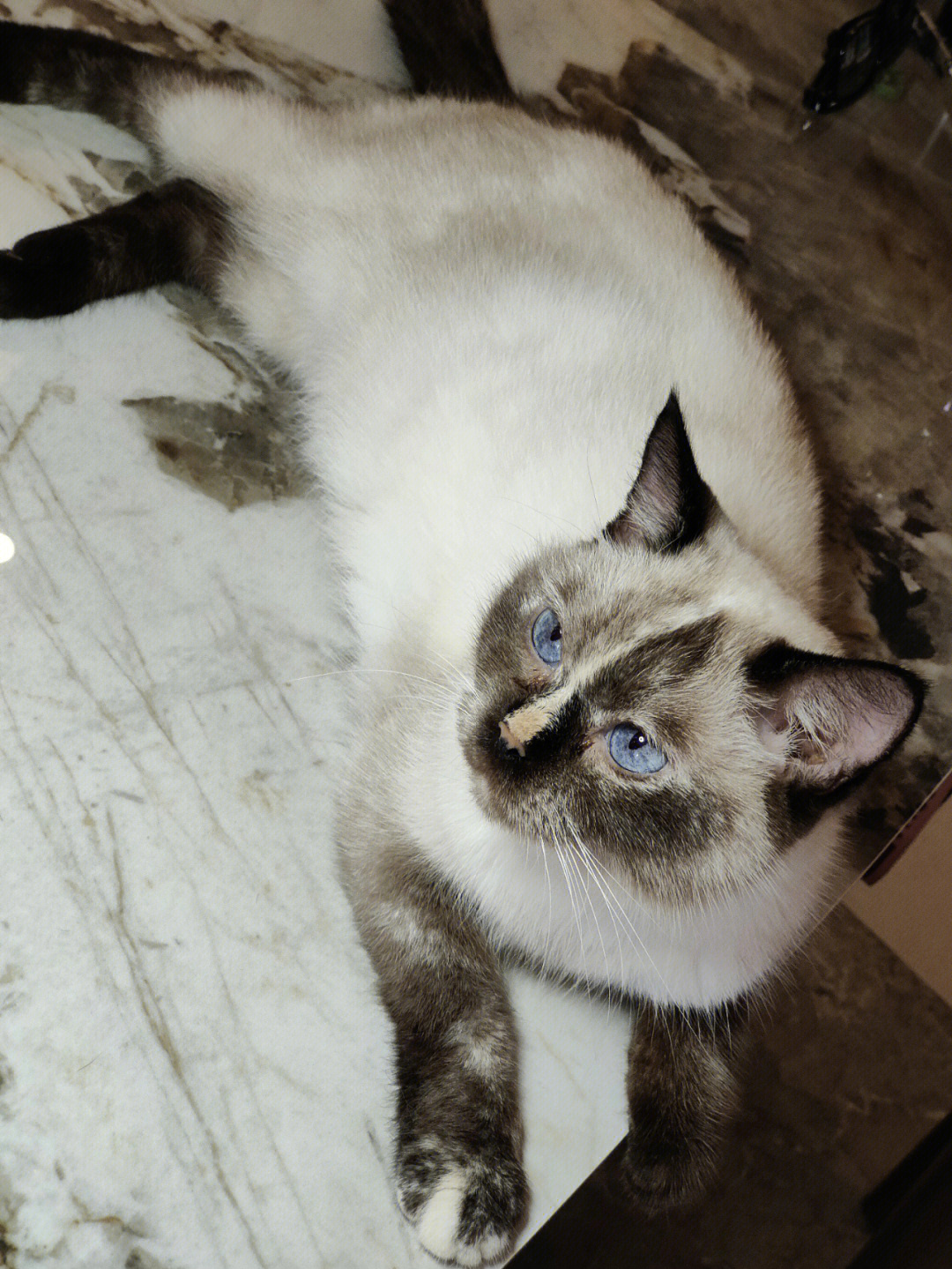 暹罗猫纯白图片