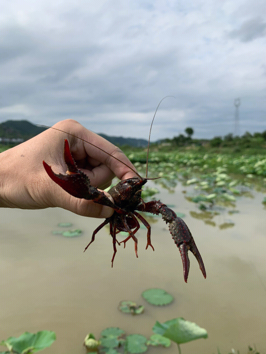 渝北小龙虾垂钓基地图片