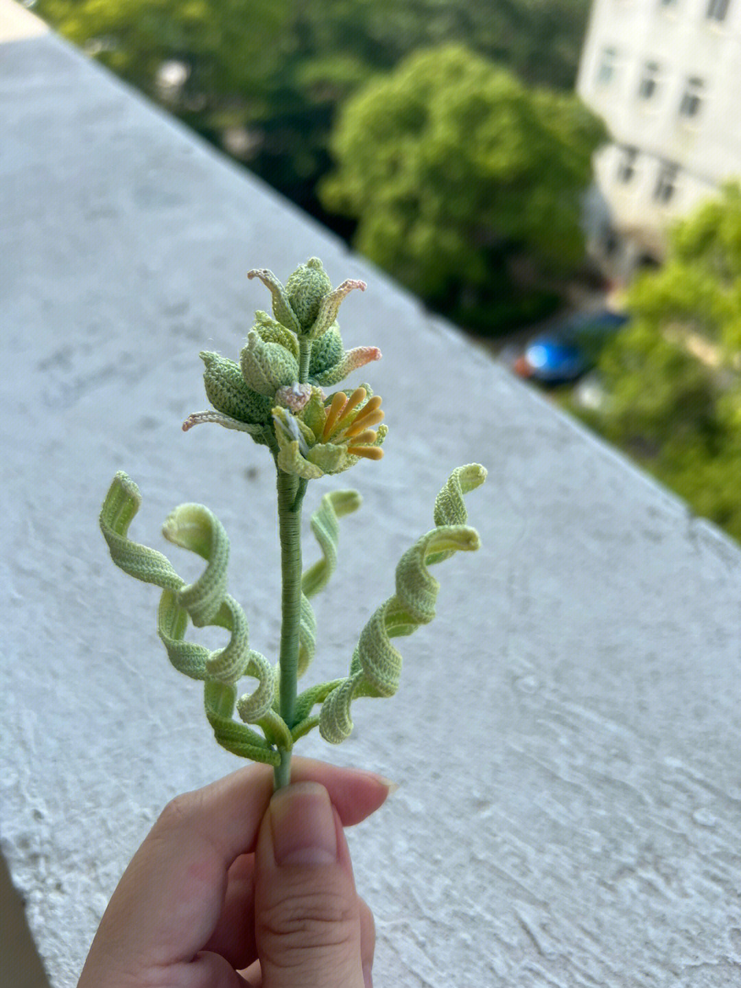 弹簧草手绘图片