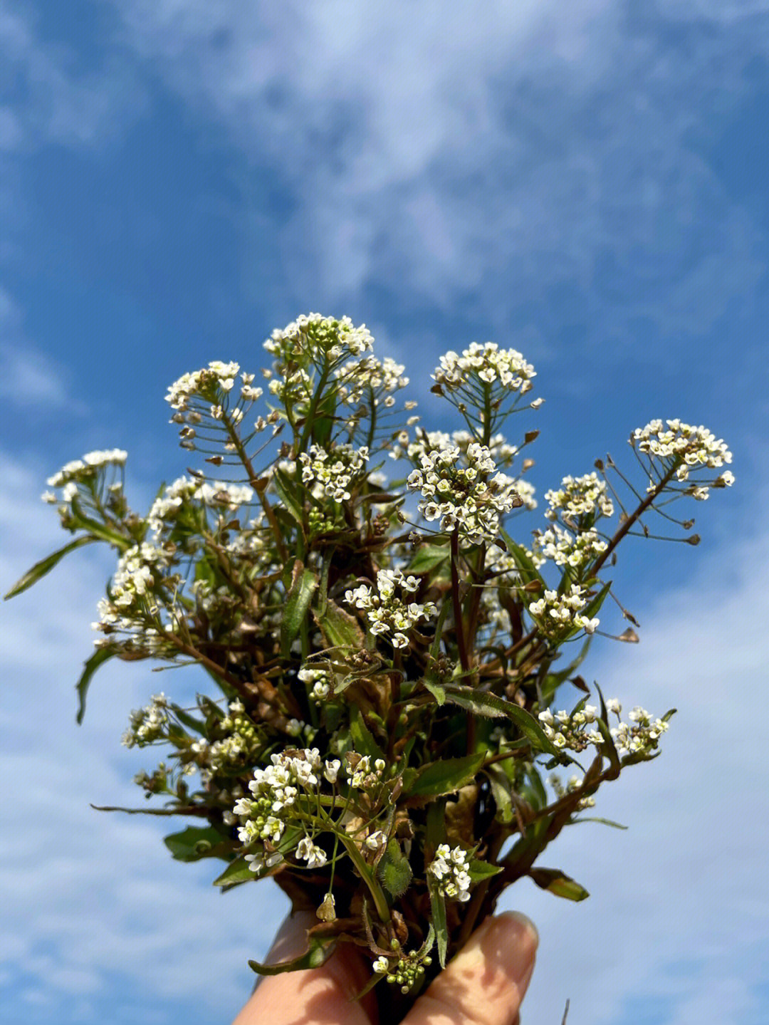 荠菜花