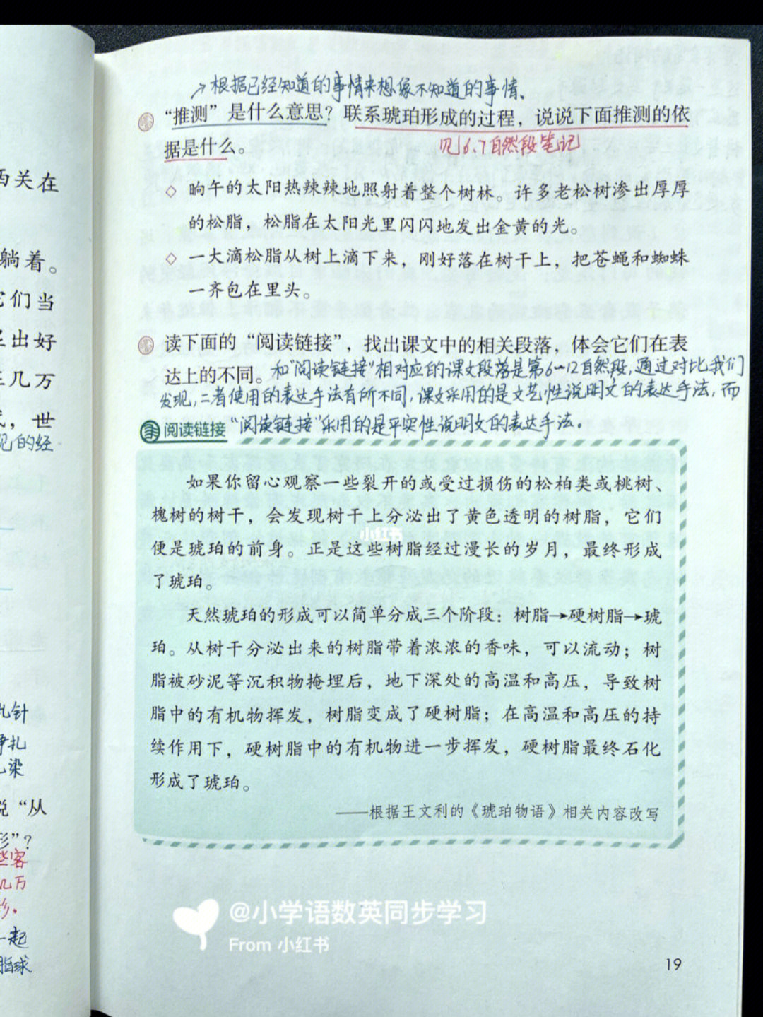 部编版四年级下课文5琥珀读书笔记