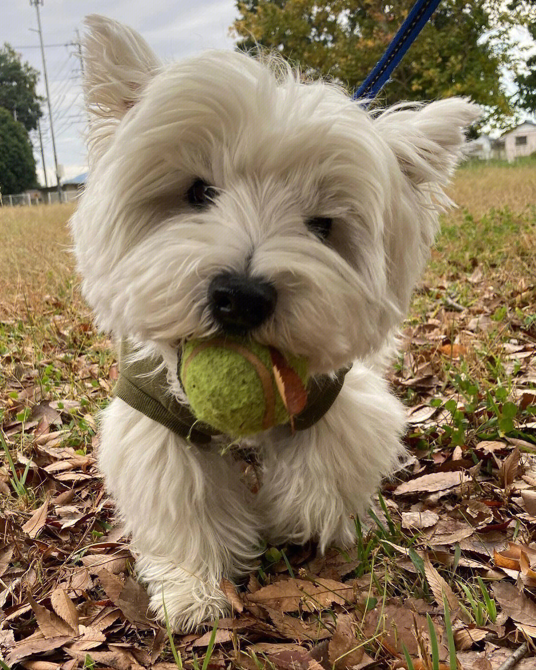 西高地梗犬棕色图片