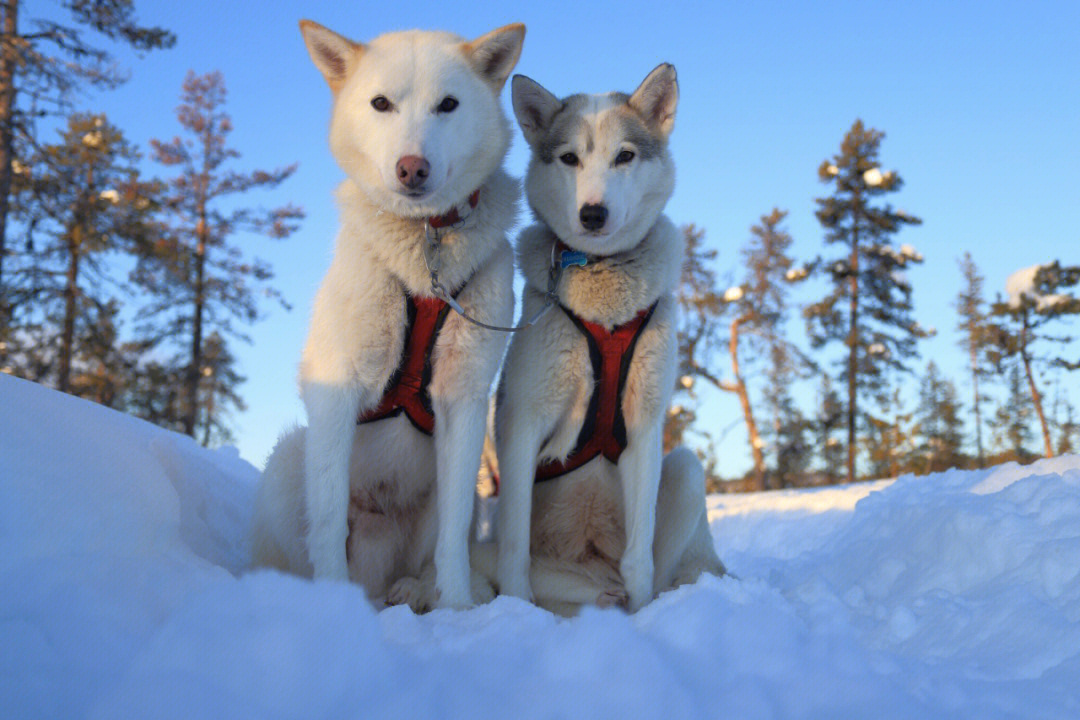 白黑冬季完美组合雪橇狗探险追极光一