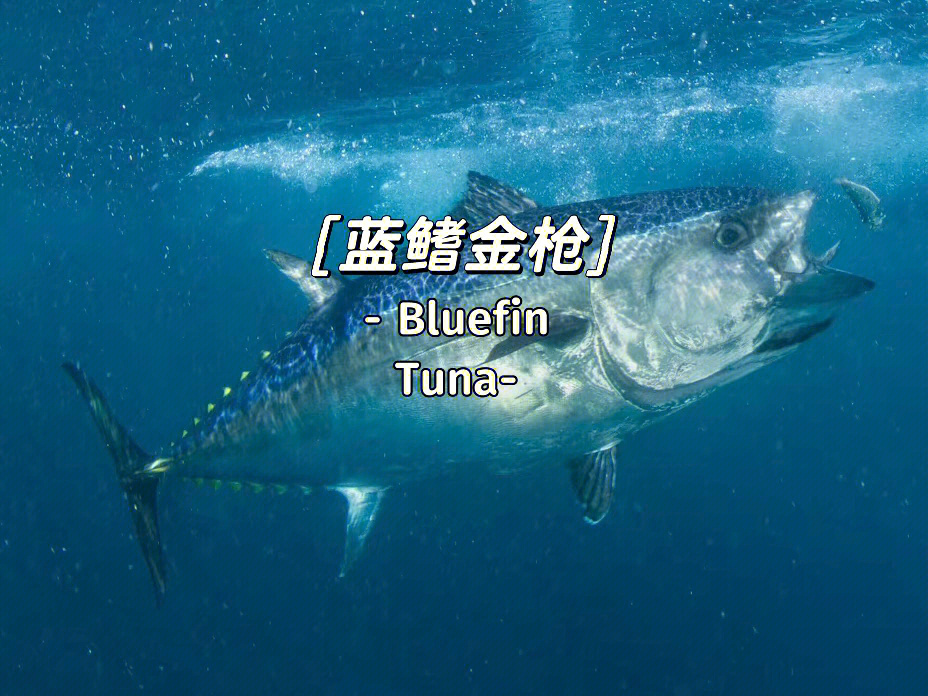 蓝鳍金枪鱼特征图片