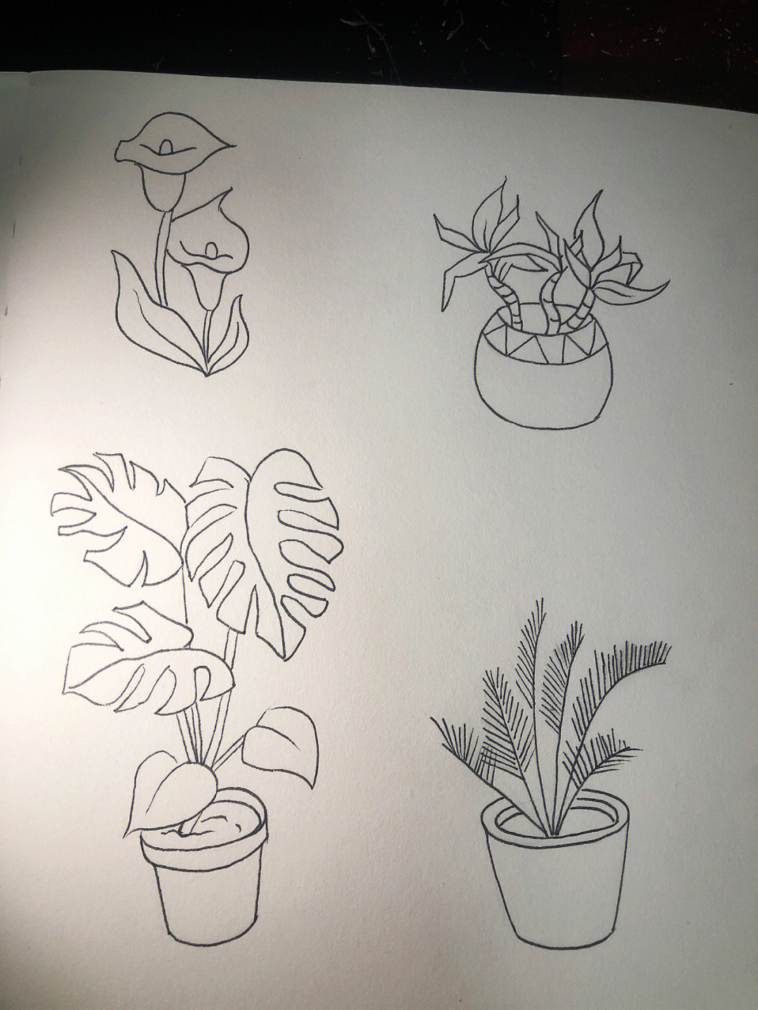 室内植物简笔画图片